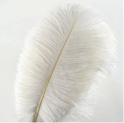 [LOC-2022-020] Plume d'autruche 40 à 50 cm